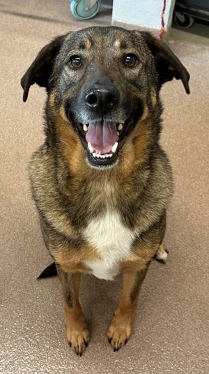 Ace, German Shepherd Dog Mix, adult, available for adoption