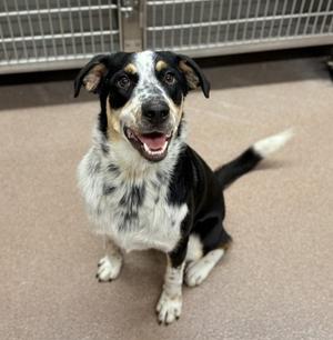 Reeses, Border Collie and Australian Cattle Dog, young, available for adoption
