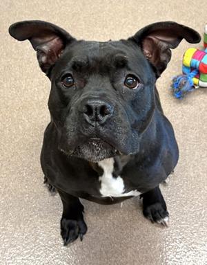 Tink, Pit Bull Terrier Mix, adult, available for adoption