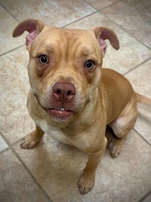 A light brown dog with floppy ears sitting on a tiled floor, looking directly at the camera.