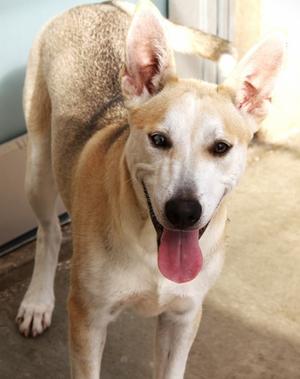 Fielder, German Shepherd Dog Mix, young, available for adoption