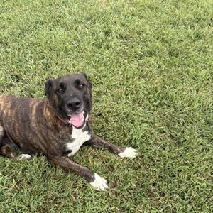 A brindle and white dog lying on a grassy field with its tongue out.