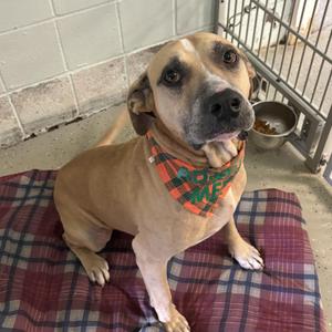 Leo, Anatolian Shepherd, adult, available for adoption