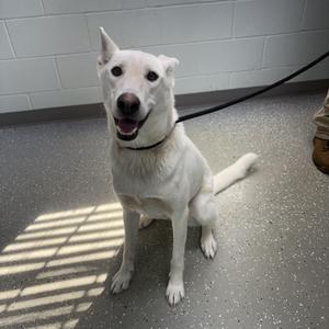 A white dog sitting on a concrete floor with a black leash attached to its collar.