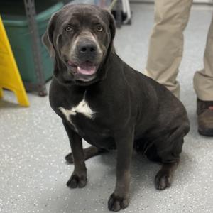 Mouse, Cane Corso, young, available for adoption