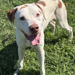Dino, Coonhound, adult, available for adoption