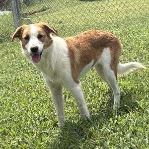 A brown and white dog standing on grass with its tongue out, in front of a chain-link fence.
