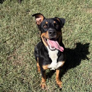 Titus, Rottweiler, young, available for adoption