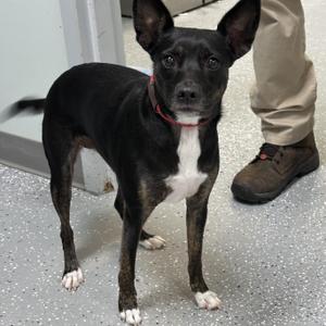 Duchess, Feist / Chihuahua, young, available for adoption