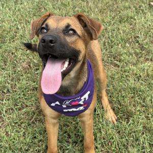 A happy dog with a purple bandana standing on grass.