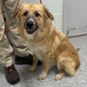 Luke, Australian Shepherd, puppy, available for adoption