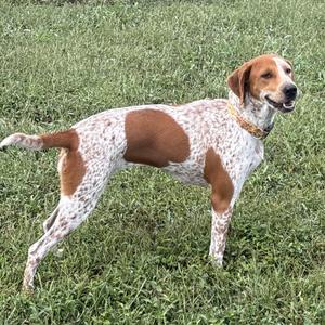 A brown and white speckled dog standing on grass, wearing a collar.