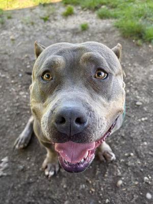 A close-up of a gray pit bull dog with a happy expression, looking directly at the camera.