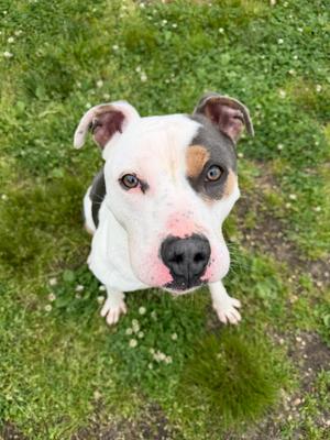 Benny Tag 393, Pit Bull Terrier, young, available for adoption
