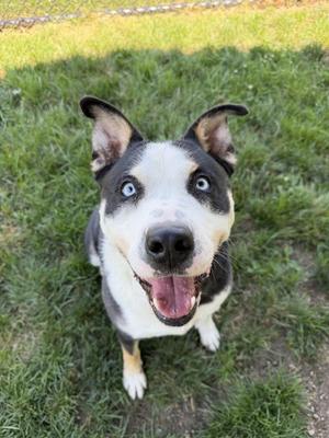 A black and white dog with blue eyes sitting on grass and looking up at the camera with its mouth open.