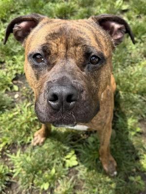 Cookie Tag 1085, Pit Bull Terrier, young, available for adoption