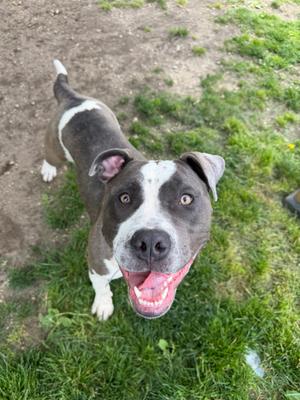 Jubilee Tag 694, Pit Bull Terrier, young, available for adoption