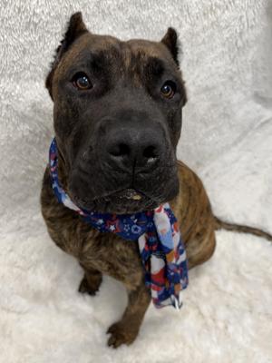 Drax tag 802, Presa Canario, young, available for adoption