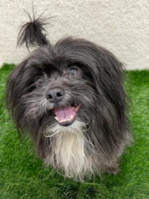Fast Eddy Tag 716, Terrier, adult, available for adoption