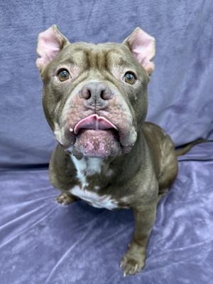 A brown dog with a white chest and pink ears sitting on a purple blanket.