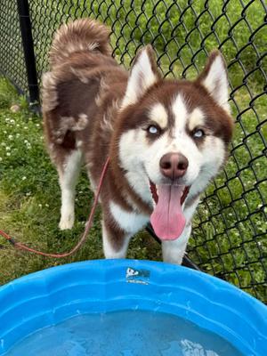 Carl Tag 2161, Husky, young, available for adoption