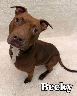 Becky Tag 466, Pit Bull Terrier, adult, available for adoption