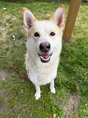 Cosmo Tag 907, German Shepherd Dog, young, available for adoption