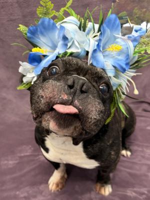 Bob Tag 1110, Bulldog, young, available for adoption