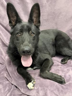 Cyrus Tag 1064, Shepherd, young, available for adoption
