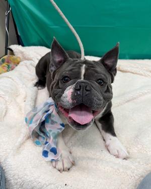 Bowser Tag 628, French Bulldog, young, available for adoption