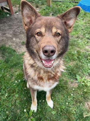 A brown and white dog with perked ears and a happy expression, standing on grass.