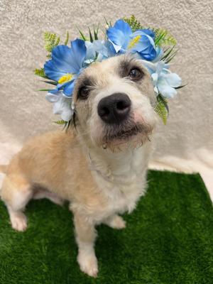 Dante Tag 701, Terrier, young, available for adoption