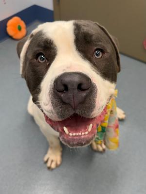 Jamba Tag 775, Bulldog, young, available for adoption