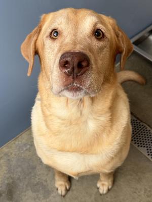 Charlie Tag 1018, Labrador Retriever, adult, available for adoption