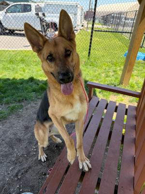 Buddy Tag 465, German Shepherd Dog, young, available for adoption