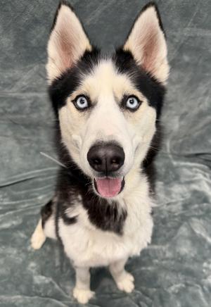 Dash Tag 278, Husky, young, available for adoption