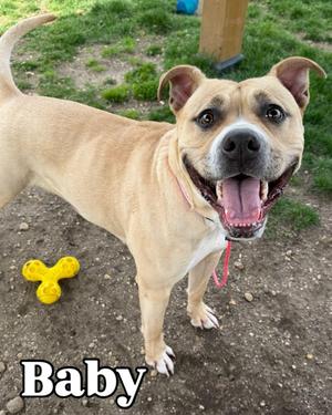 Baby Tag 303, Pit Bull Terrier, young, available for adoption