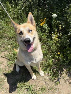 Atlas Tag 828, Husky, young, available for adoption