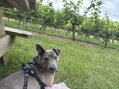 Gizmo, Husky / Terrier, young, available for adoption