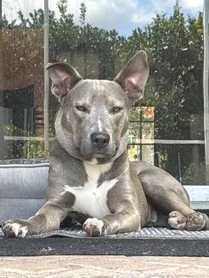 A gray and white dog with perked ears lying on a mat in front of a glass door.