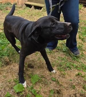Buddy, Labrador Retriever / Cane Corso Mastiff, adult, available for adoption