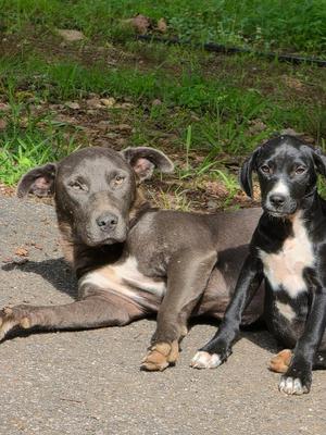 Lady, Labrador Retriever, adult, available for adoption