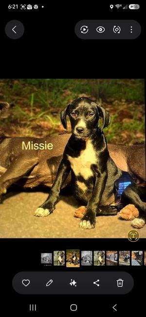 Missie, Terrier, young, available for adoption