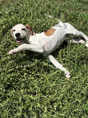 Brutus, Hound / Beagle, young, available for adoption