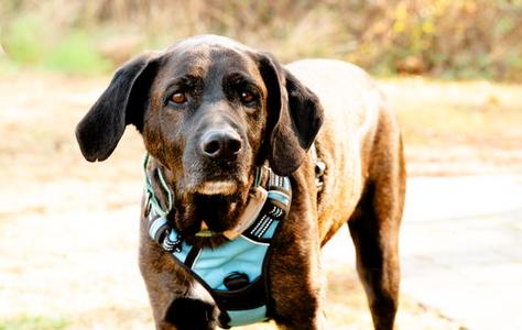Gus, Plott Hound / Mountain Cur, adult, available for adoption