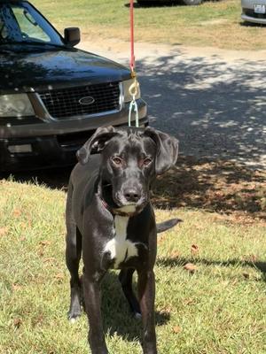 Rudi/Nico, Plott Hound / American Staffordshire Terrier, young, available for adoption