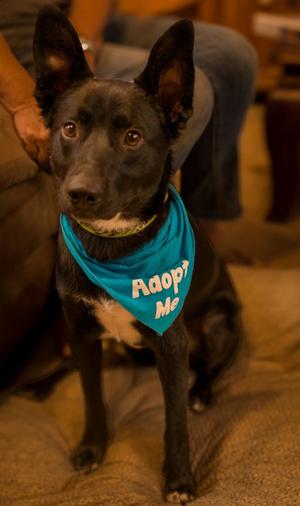 A black dog wearing a blue bandana that says "Adopt Me".
