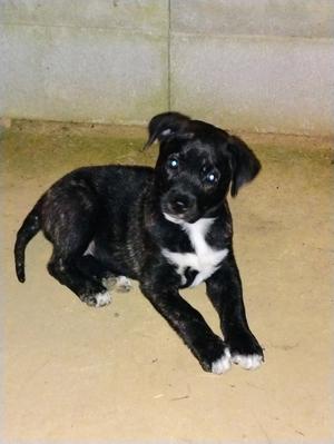Max, Labrador Retriever / Terrier, young, available for adoption