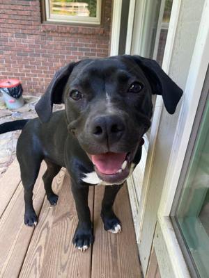 Raven/ Darcy, Labrador Retriever, puppy, available for adoption