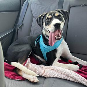 Benson, Retriever, senior, available for adoption